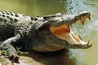 12-Year-Old Boy Dragged, Killed By Crocodile In Uttar Pradesh's Bahraich