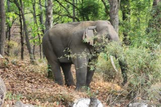 Elephants scientific study WII