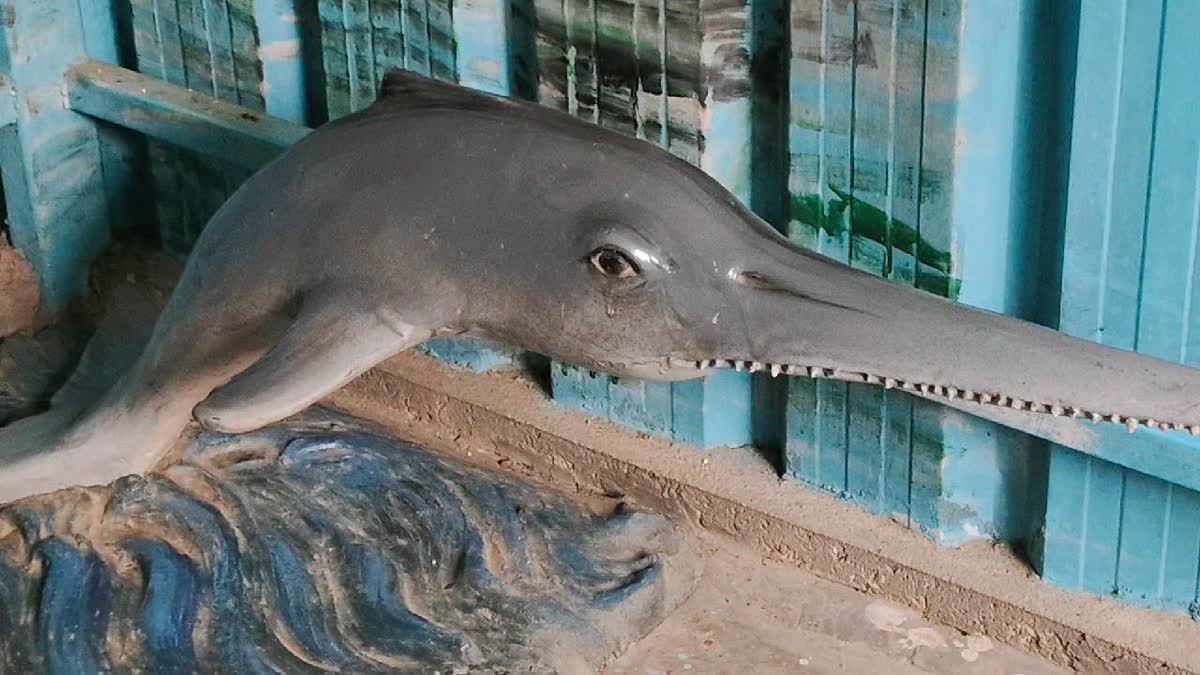 Dolphin Points Emerge As Must See Destinations For Visitors To Varanasi