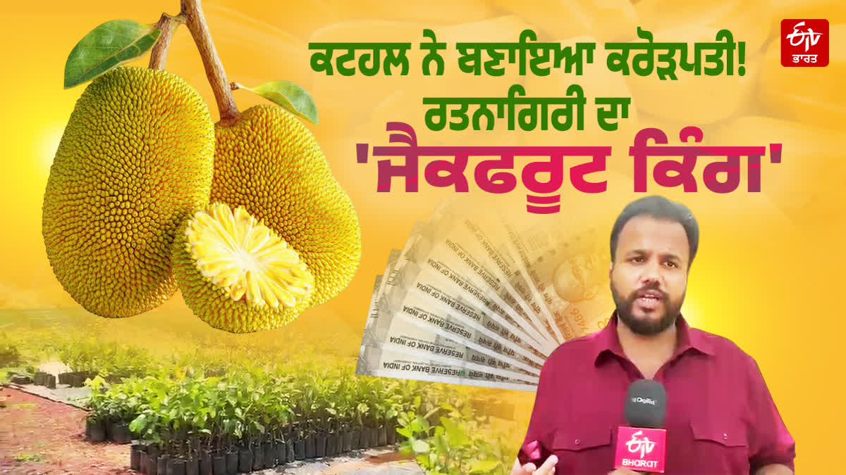 Jackfruit king maharashtra