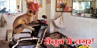 A langur entered salon in Kandi of Garhwa district