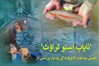 Will the rare snow trout ever reappear in the rivers and lakes of Kashmir? Urdu News