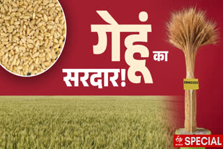 Etv Bharat