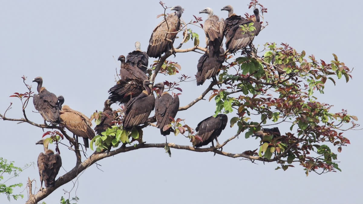गिद्ध क्यों महत्वपूर्ण है हमारे लिए: हरियाणा, असम, मध्य प्रदेश, पश्चिम बंगाल और महाराष्ट्र में संरक्षण अभियान Vulture Conservation in Maharashtra