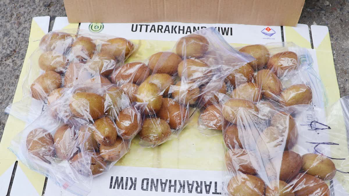 KIWI PRODUCTION IN CHAMOLI