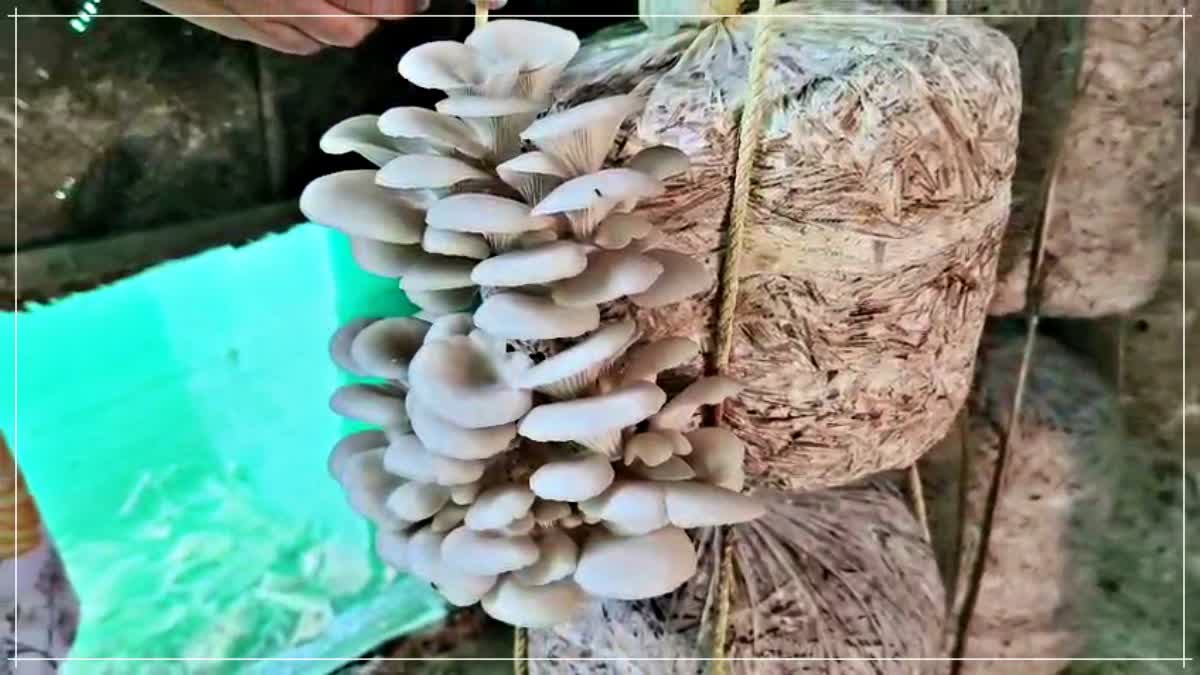 financial independence through mushroom farming