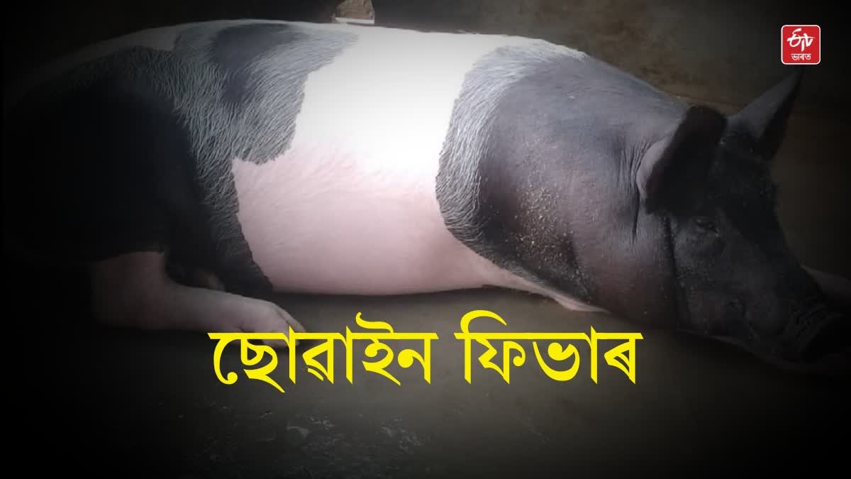 Assam government has banned the movement of live pigs in seven districts