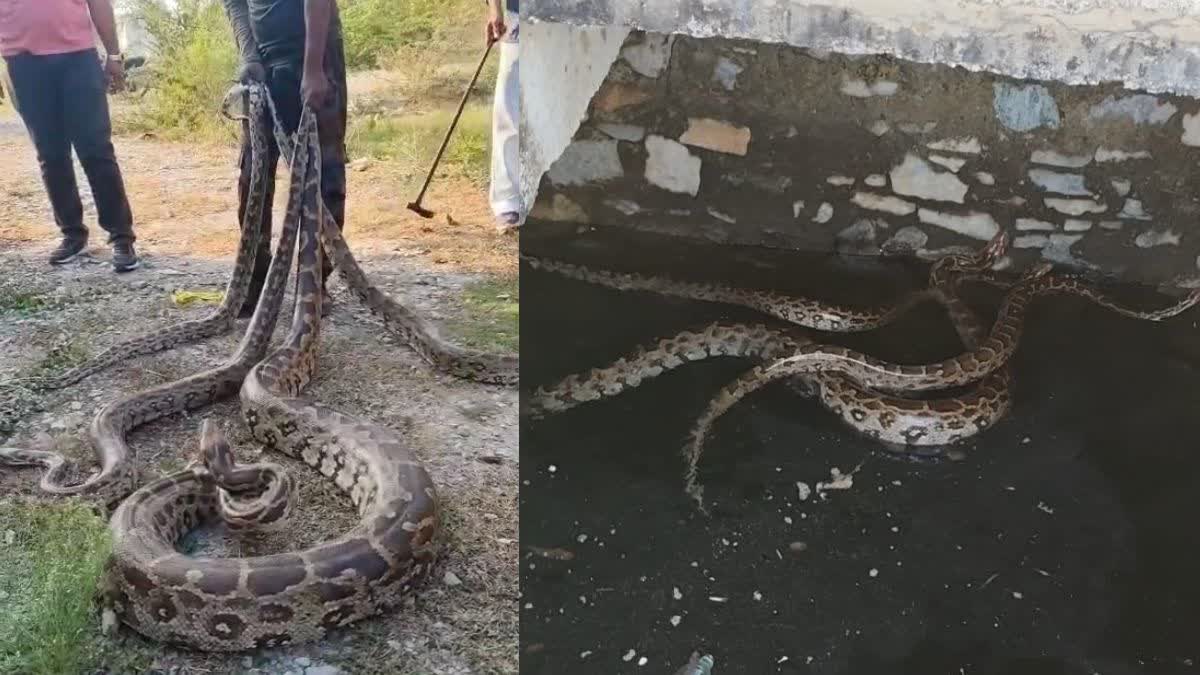 अजगर का रेस्क्यू