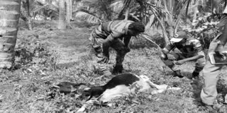 உயிரிழந்து கிடந்த கன்று