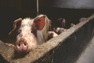 inter-district-movement-of-live-pigs-banned-in-assam-amid-african-swine-fever-outbreak