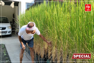 Assamese rare traditions