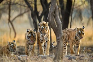 UMARIA TIGER CENSUS 2026
