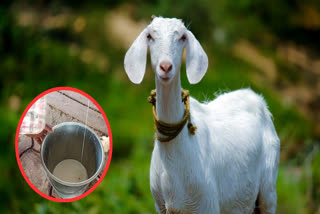 Goat milk is very beneficial for health, know how it protects from many diseases.