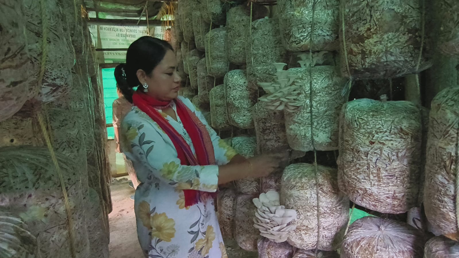 financial independence through mushroom farming