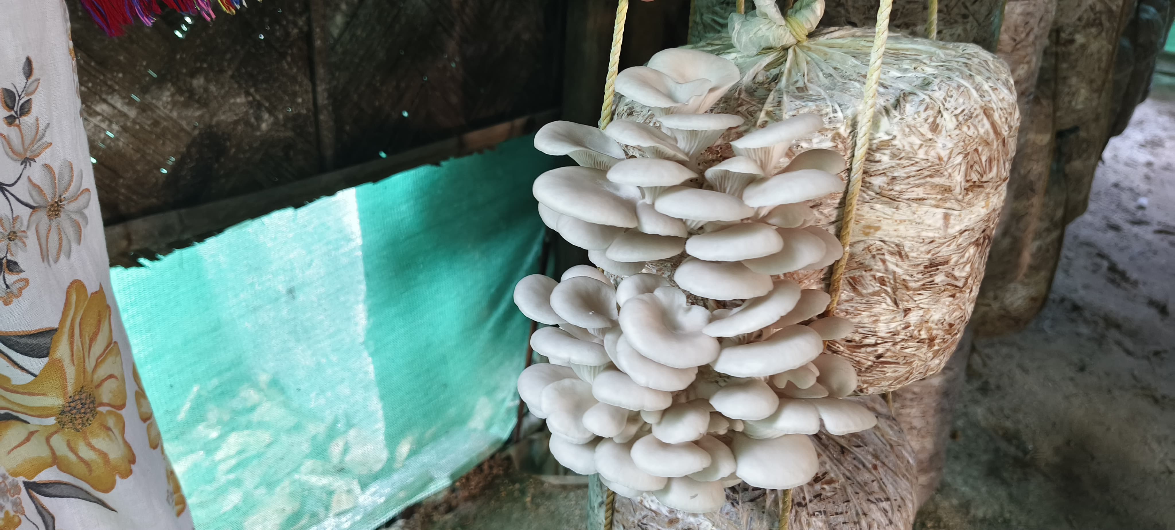 financial independence through mushroom farming