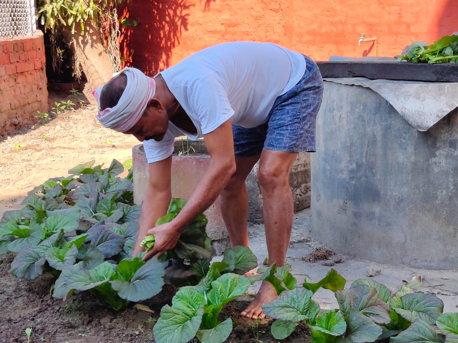 Assamese traditional cultivation