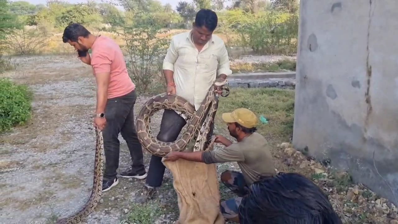 पांच इंडियन रॉक पायथन का रेस्क्यू
