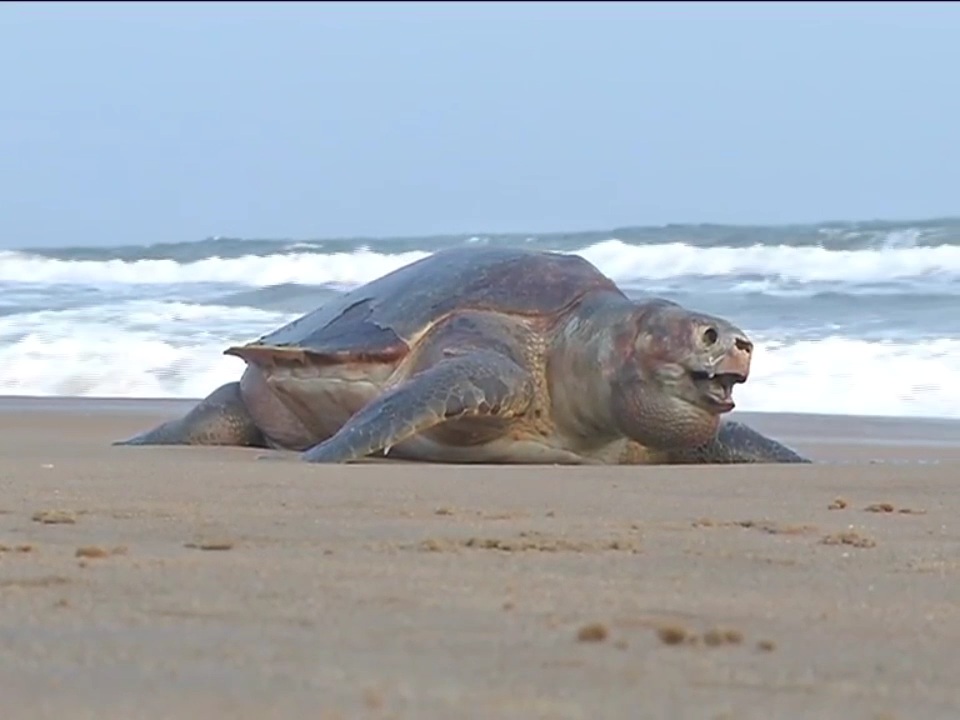 TURTLE MORTALITY ODISHA