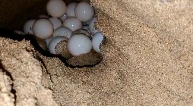 OLIVE RIDLEY TURTLES