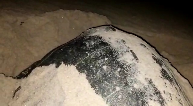 TURTLE MORTALITY ODISHA