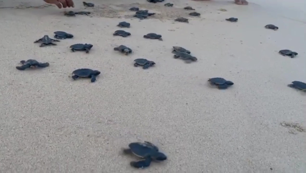 OLIVE RIDLEY TURTLES