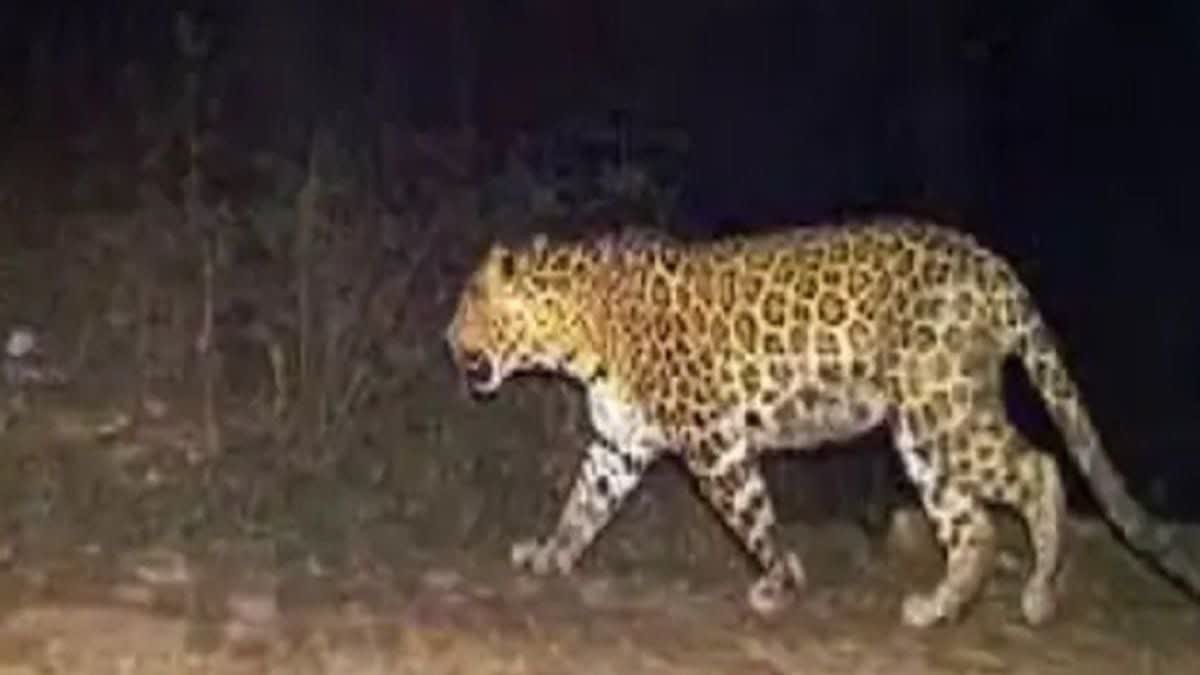 KAWARDHA WILD ANIMAL HUNTING