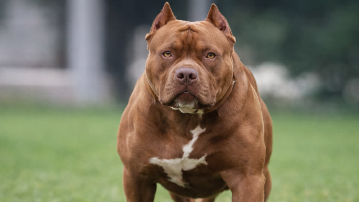 Dog Bite Cases