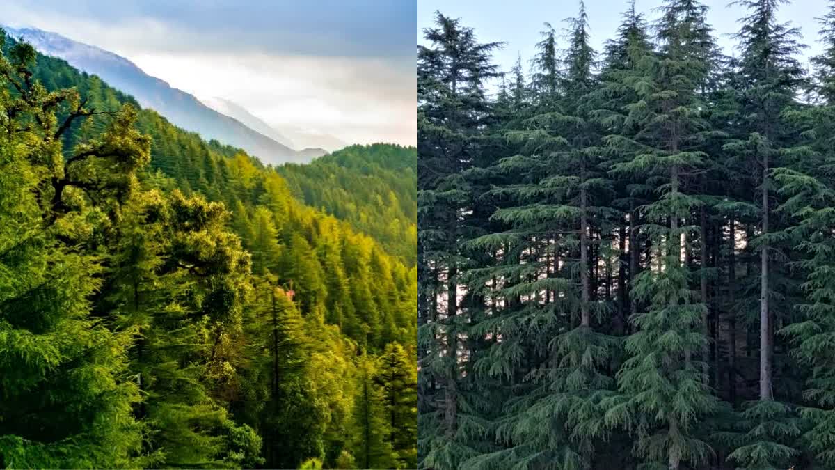 क्या हिमाचल में कटेंगे चीड़ और खैर के सूखे पेड़? सरकार ने दिया जवाब