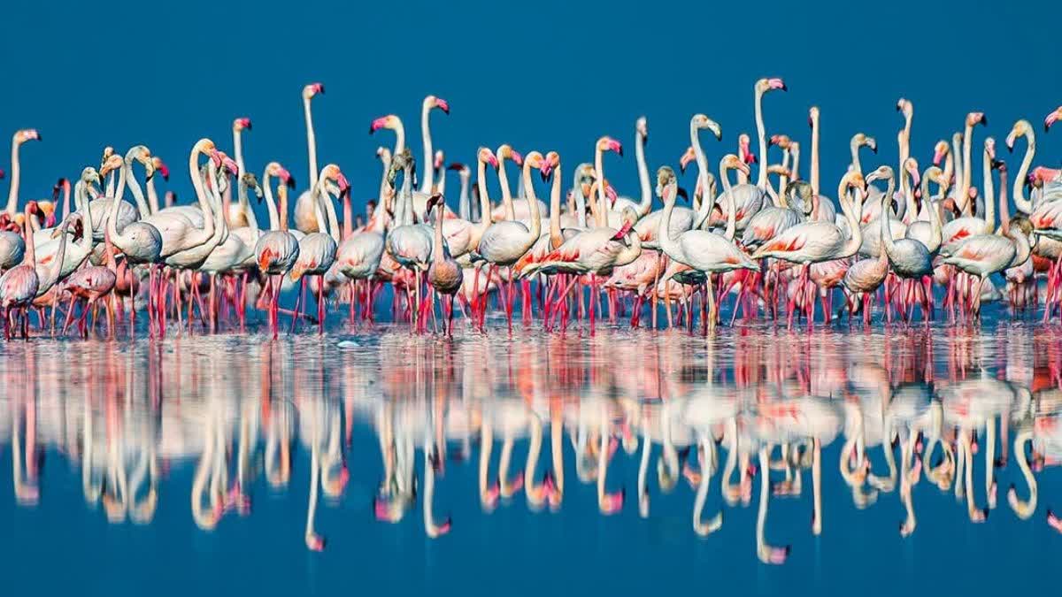 सांभर महोत्सव