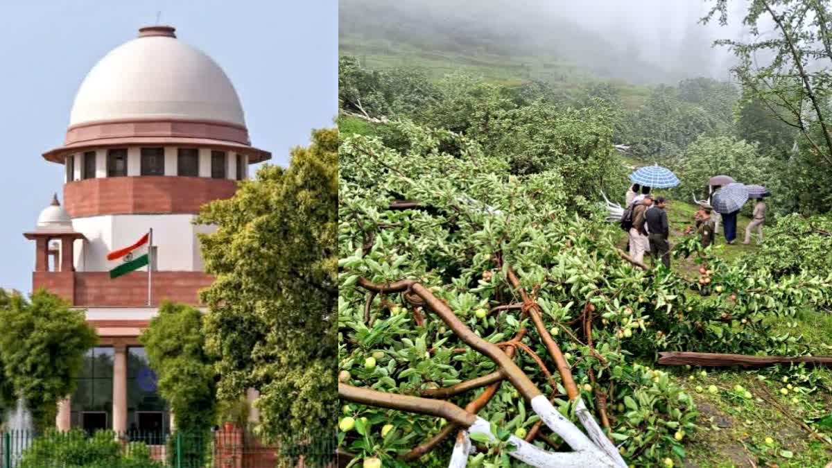 supreme court quashes hp high court order on apple trees