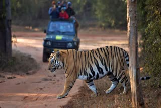 BANDHAVGARH SAFARI GOOD NEWS