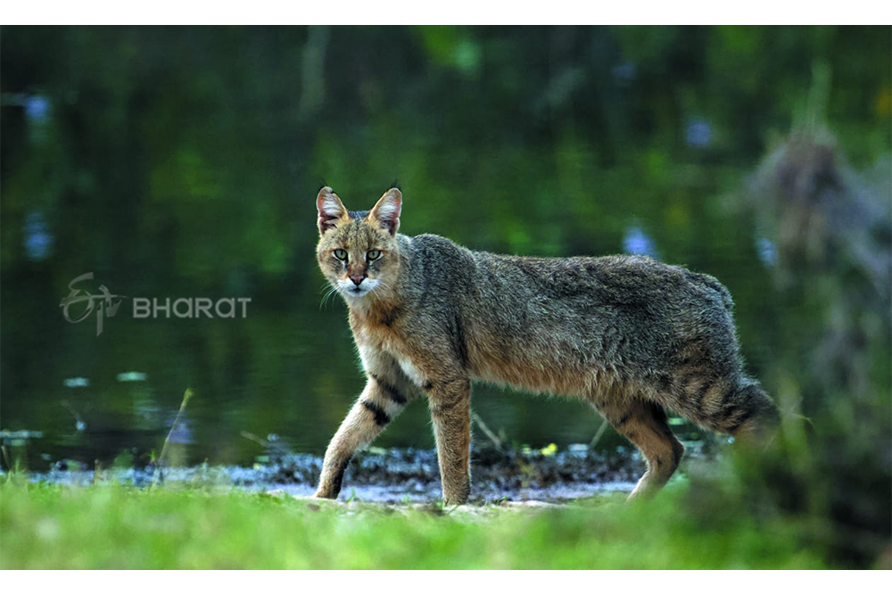 Tiger state Nauradehi Sanctuary-National conference