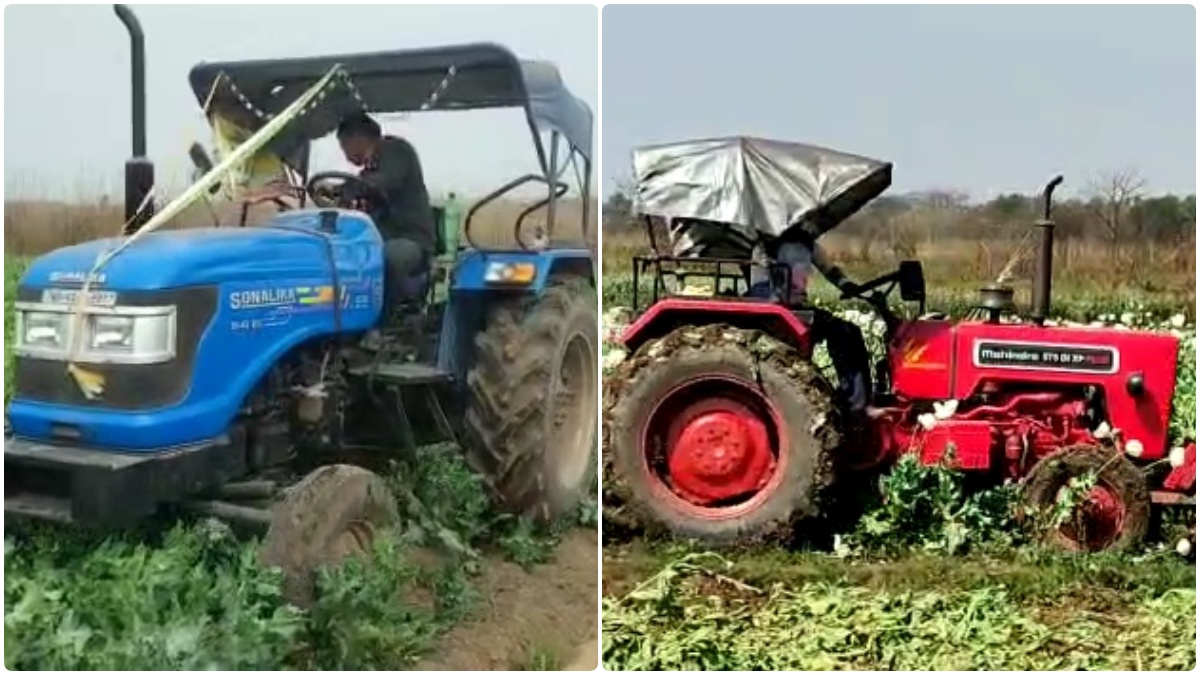 Illegal Poppy Cultivation