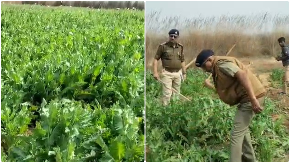 Illegal Poppy Cultivation
