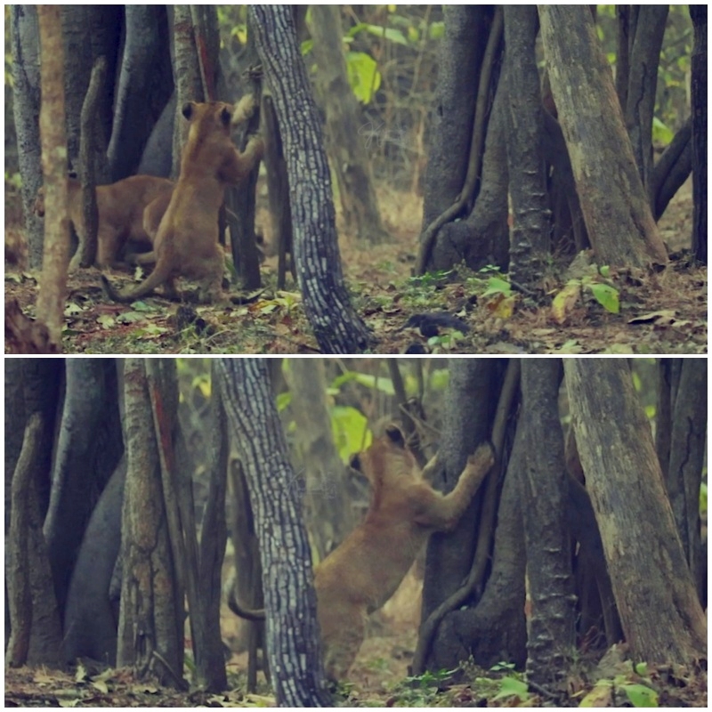 વિશ્વ વન્યજીવ દિવસ નિમિત્તે વીડિયો કરાયો જાહેર