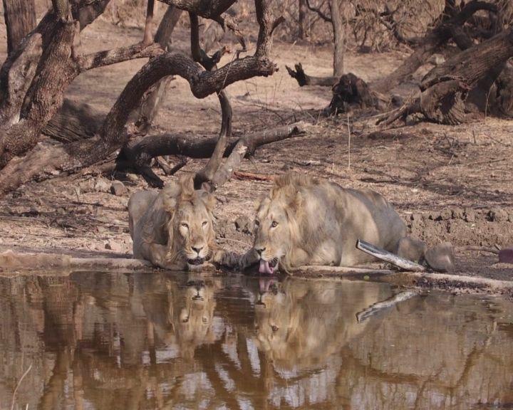 તરસ બુજાવતા સાવજ