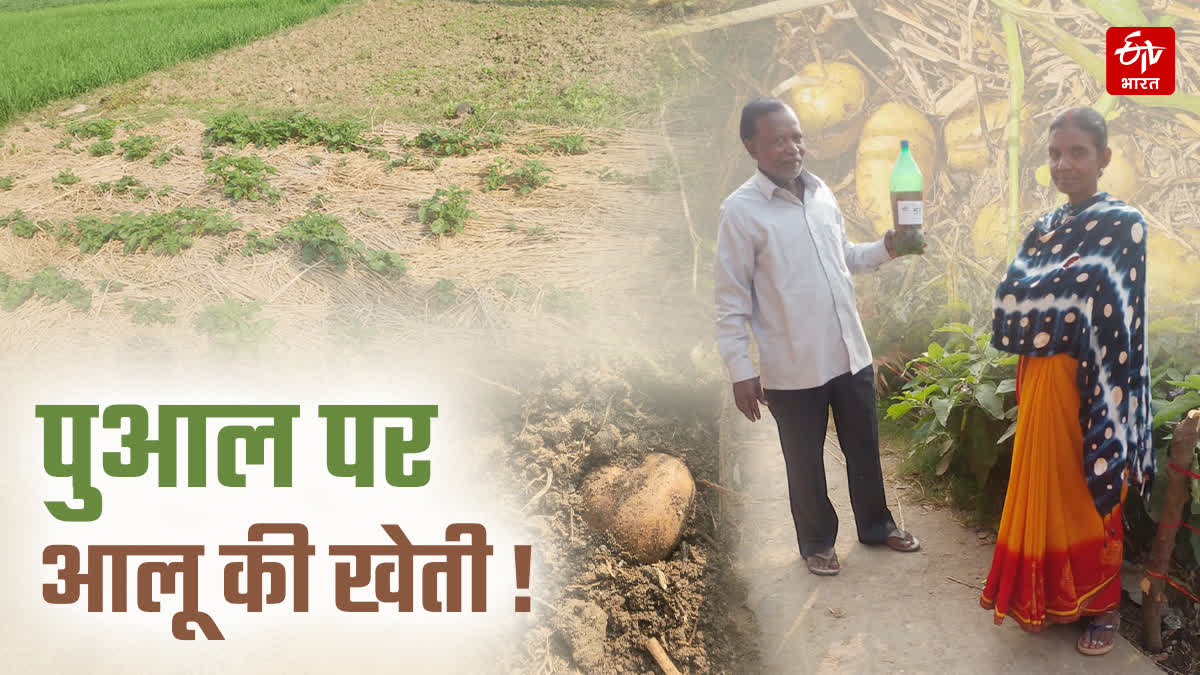 जीरो टिलेज तकनीक से आलू की खेती