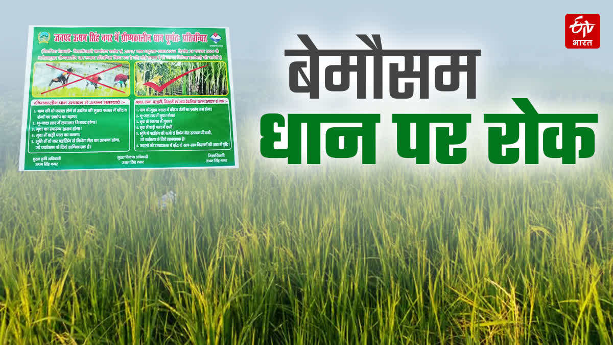 BAN ON OFF SEASON PADDY CULTIVATION