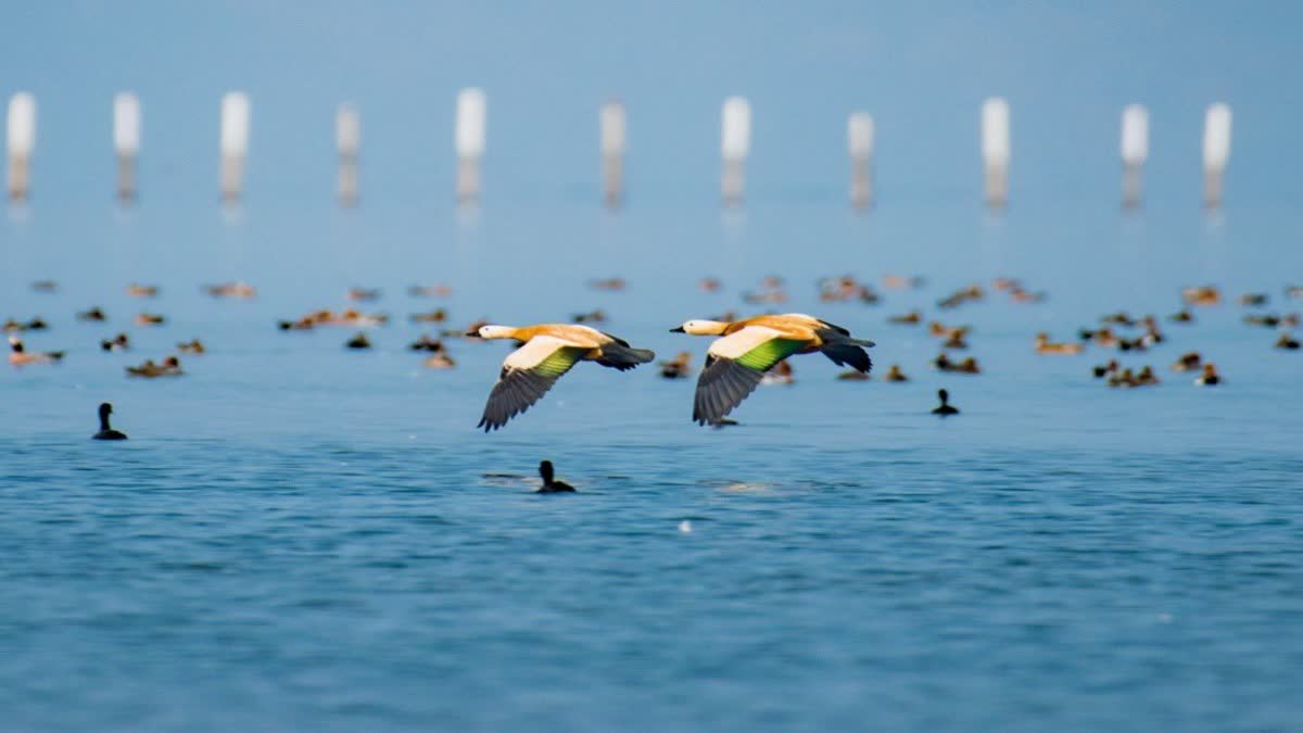 bird census in chilika lake