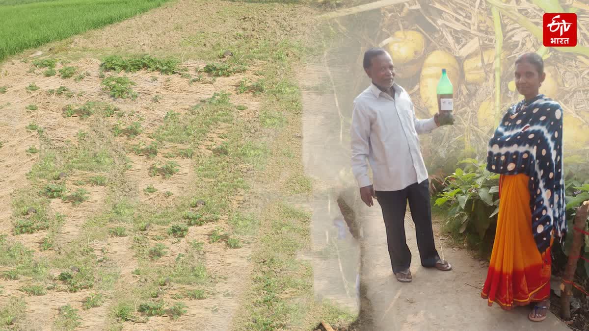 Potato Cultivation On Crop Wastes