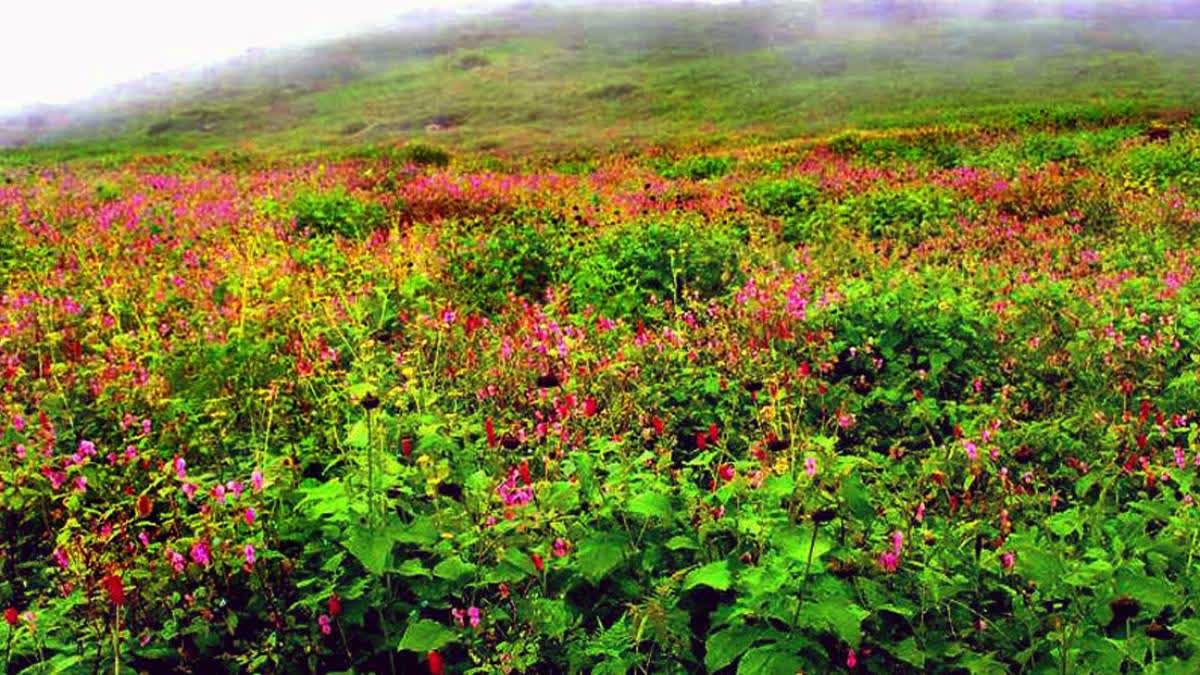 A file photo of the Valley of Flowers.