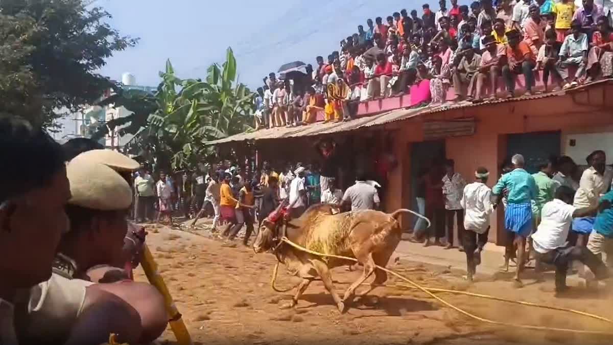 எருது விடும் விழாவில் பரிதாபம்: காளை முட்டியதில் முதியவர் உயிரிழப்பு – இன்ஸ்பெக்டர் உட்பட 26 பேர் காயம்