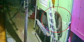 குடியிருப்பில் புகுந்த சிறுத்தை வளர்ப்பு நாயை கவ்வி சென்ற காட்சி