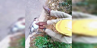 KSEB  KSEB EMPLOYEE SAVED MONKEY LIFE  MONKEY ELECTROCUTED MALAPPURAM  MALAPPURAM MONKEY ELECTRIC ACCIDENT