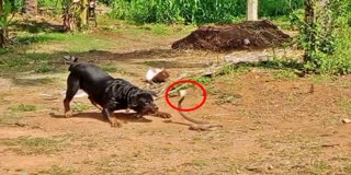 CHIKKAMAGALURU  ROTTWEILER AND COBRA FIGHT  ನಾಯಿ ಹಾವು ಜಗಳ  ರಾಟ್‌ ವೀಲರ್ ನಾಯಿ