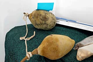 Brought To India By Alauddin Khilji, Khorasani Tamarind Gets New Boost In Madhya Pradesh