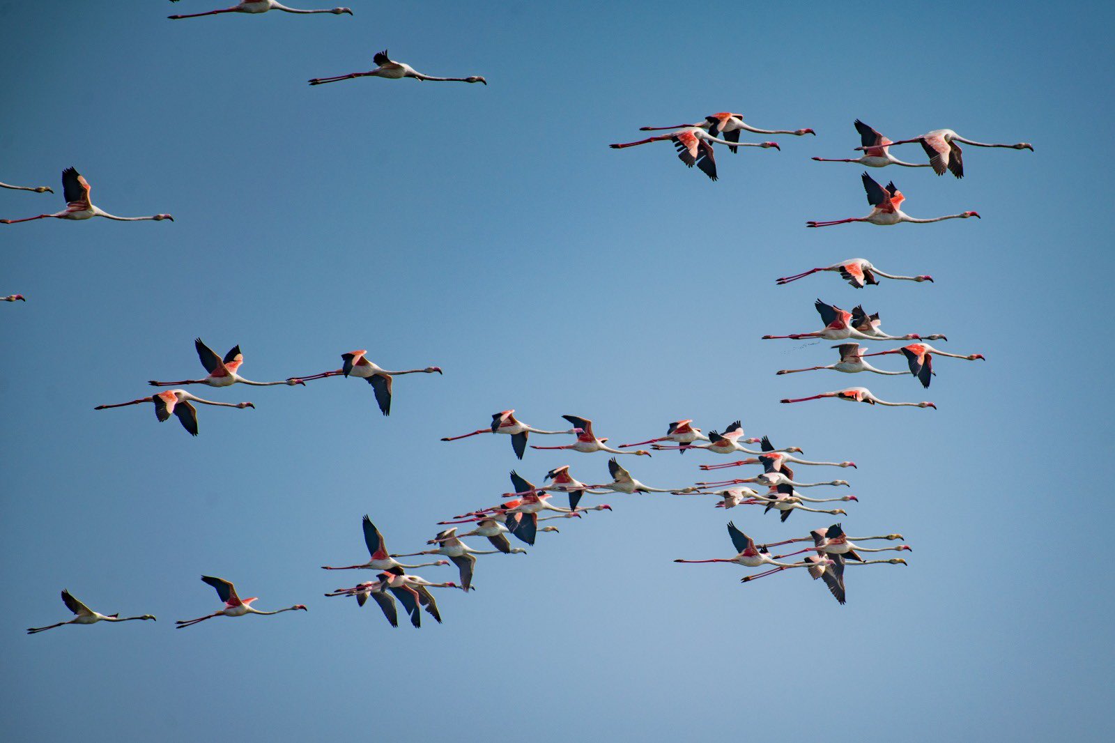 bird census in chilika lake