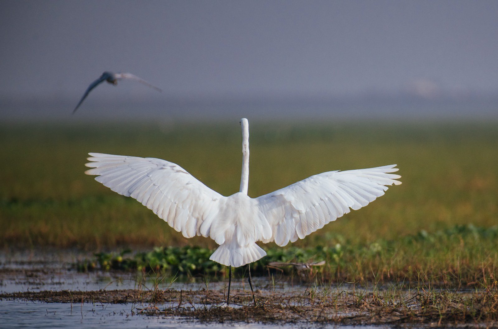 bird census in chilika lake