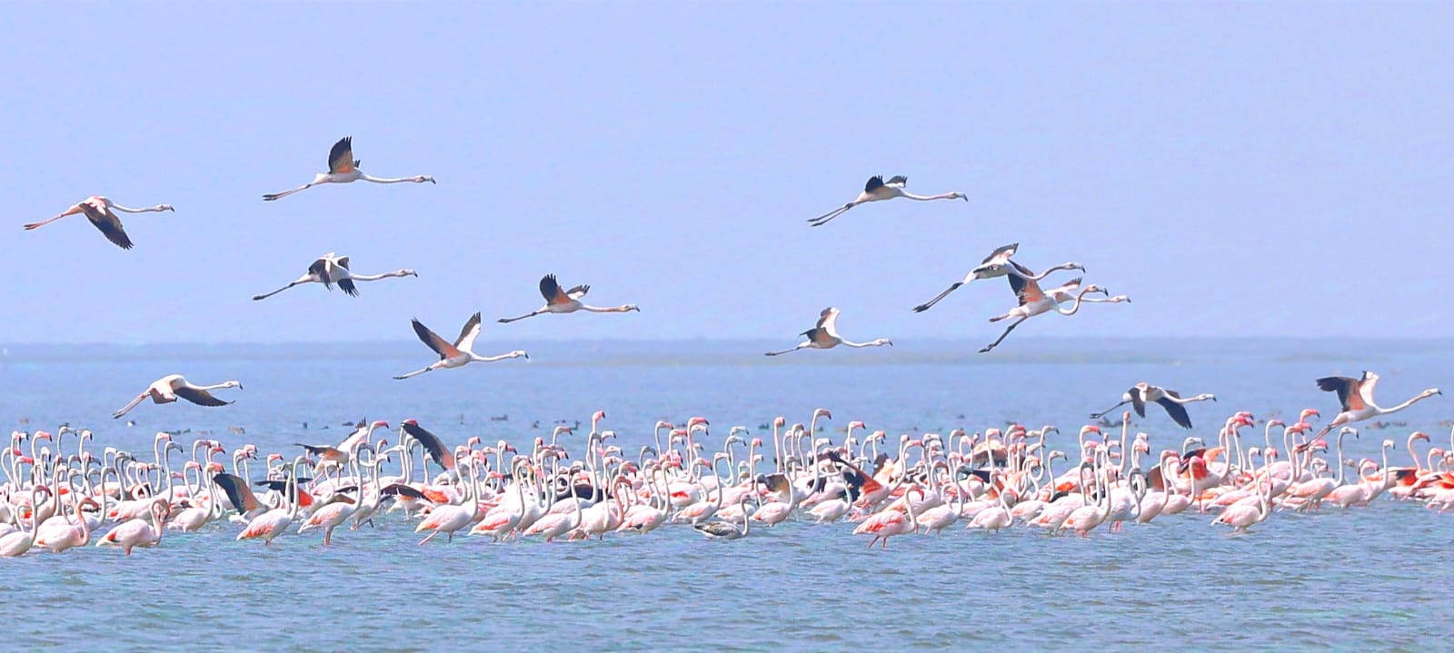bird census in chilika lake