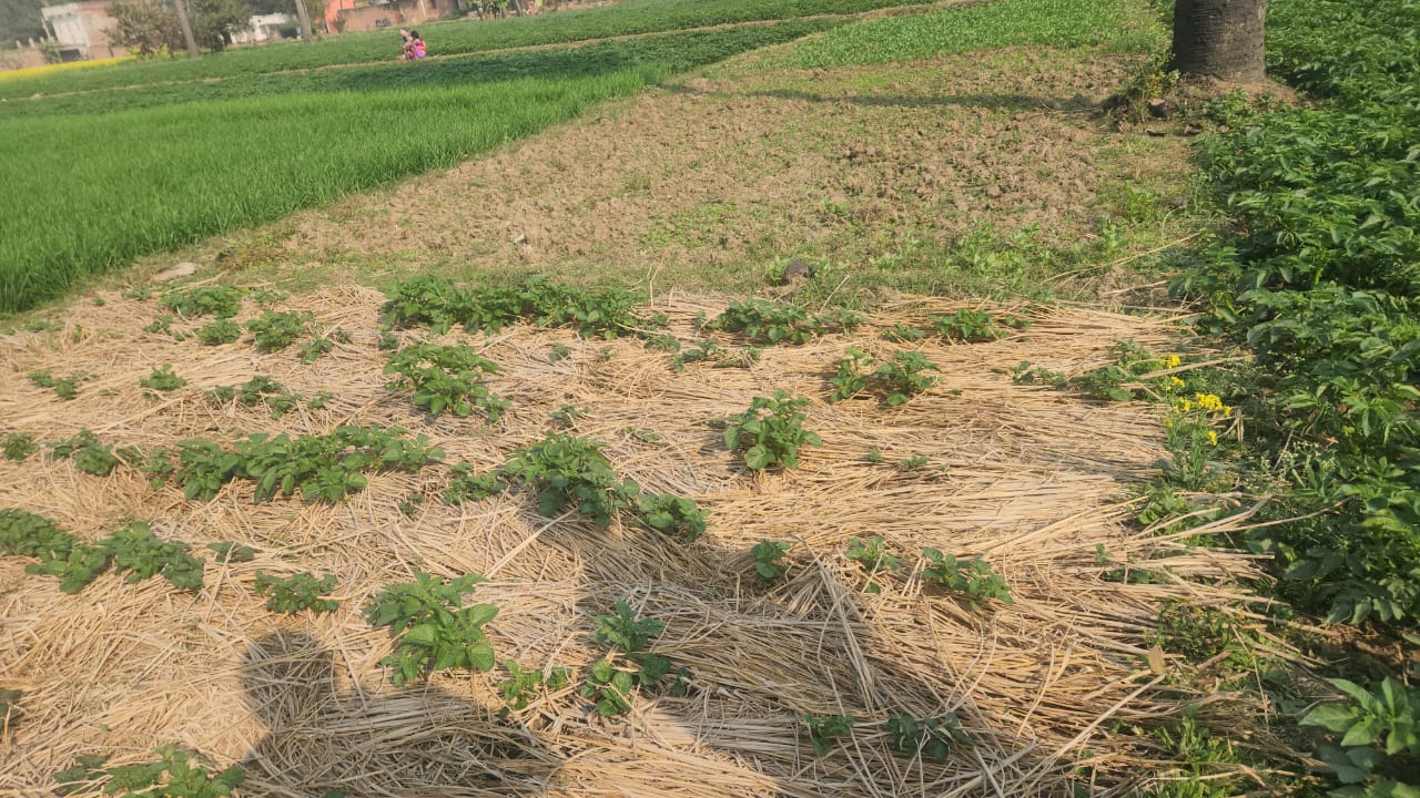 Nalanda Farmer Looks At High Profits By Growing Potatoes Using Zero Tillage Technique